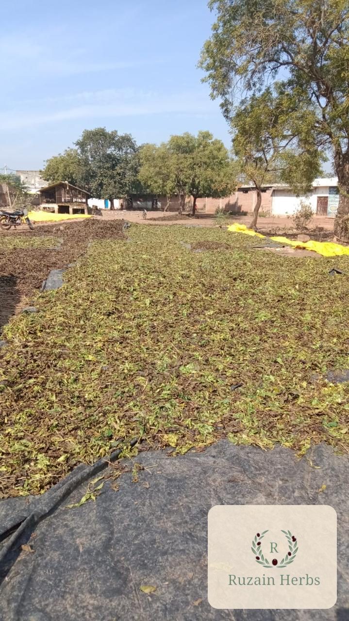 Wild-collected herb leaf spread across the open drying yard at Shivpuri