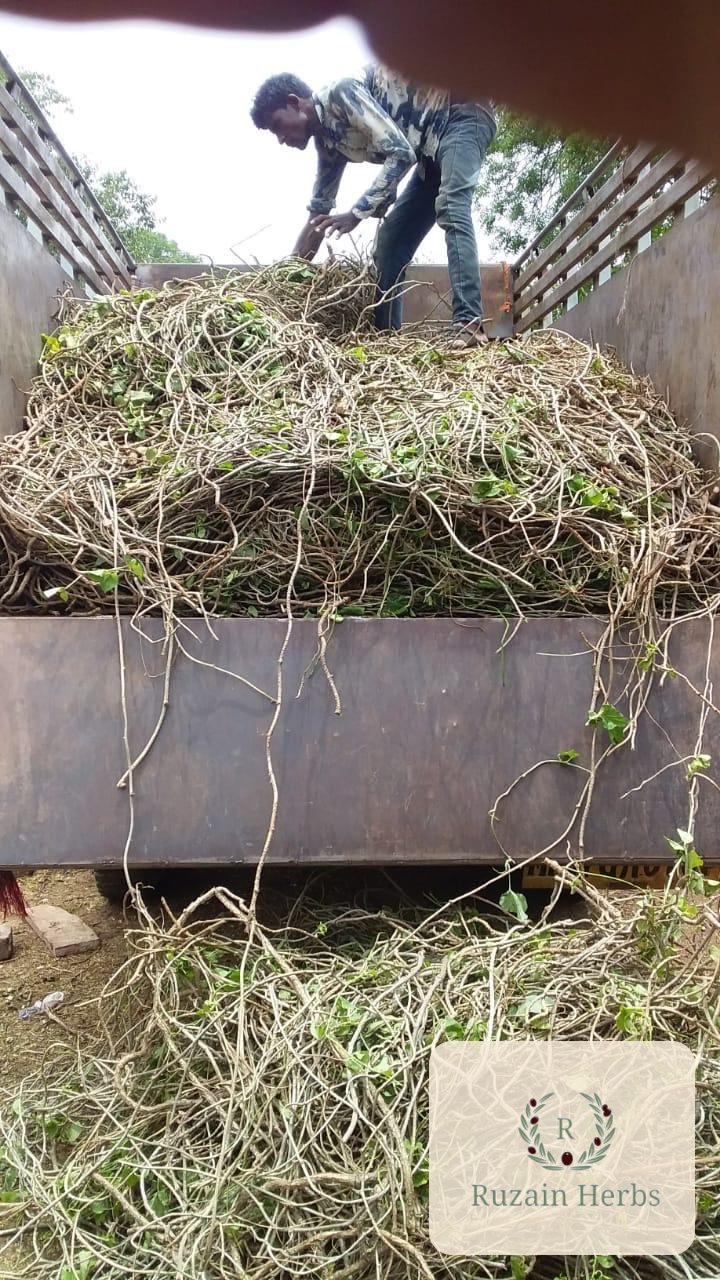 Freshly gathered Giloy vine being loaded onto a truck from the forest belt of Madhya Pradesh