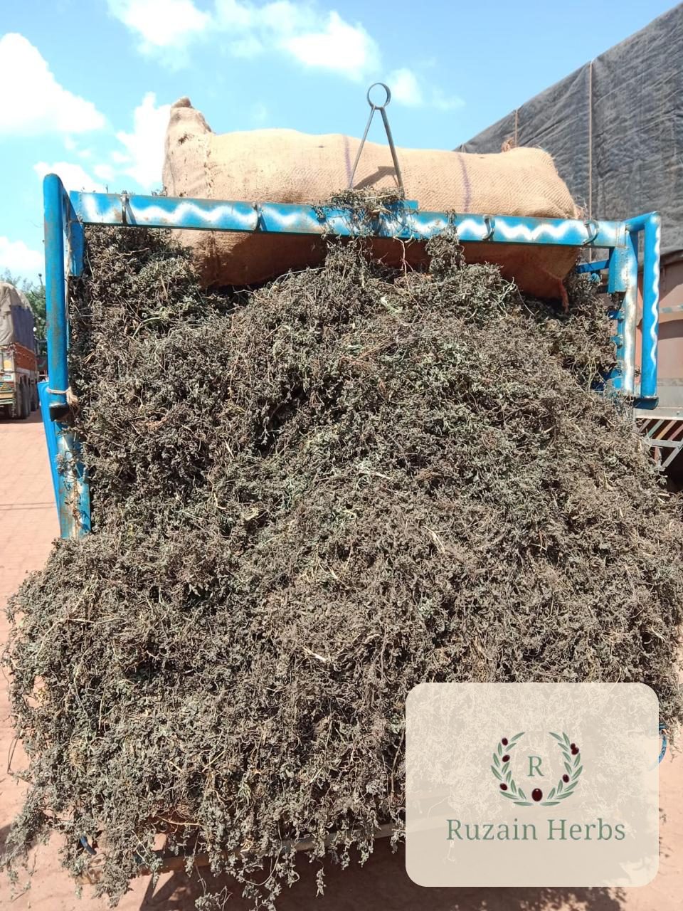A trolley heaped with wild-collected dry herb material at the Ruzain Herbs yard, Shivpuri